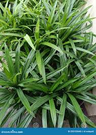 Image result for Pandanaceae