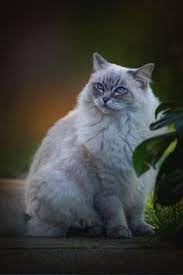 86 Best Feline Frenzy 7 - Himalayan Balinese Etc Images In 2019 Cats Balinese Animals