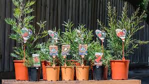 Check spelling or type a new query. The Garden Diaries Vic In January Bunnings Australia