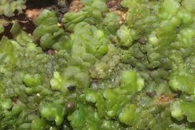 Image result for Obetia radula