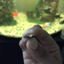 Tropical fish, in particular, are a great addition to any aquarium. Tong S Tropical Fish Pets 208 Photos 334 Reviews Local Fish Stores 8976 Warner Ave Fountain Valley Ca Phone Number