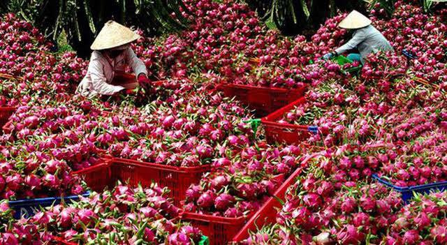 Vận chuyển nông sản từ Việt Nam đi Trung Quốc