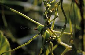 Image result for Cassytha pondoensis
