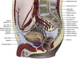 In vertebrates, the abdomen is a large body cavity enclosed by the abdominal muscles, at front and to the sides, and anatomy of the human body. Anatomy Of The Lower Urinary Tract And Male Genitalia Abdominal Key