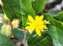 Image result for Grewia forbesii