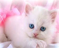 Yavru Kedi Gorselleri Ile Ilgili Gorsel Sonucu Cute Kittens Guzel Kediler Ve Cok Sirin Hayvanlar