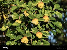 Image result for Excoecaria bussei