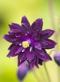 Synonyms aquilegia vulgaris 'black barlow'. Saatgut Samen Stauden Akelei Samen Black Barlow Aquilegia Vulgaris Akeleisamen