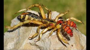 Camels form the genus camelus. Camel Spider Album On Imgur