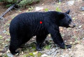 Best Black Bear Shot Placement A Better Shot Placement On A Broadside Bear Would Be About 3 Or 4 Mid Line Behind The Front Shoulder American Black Bear Black Bear Bear Hunting