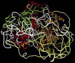 proteins as enzymes