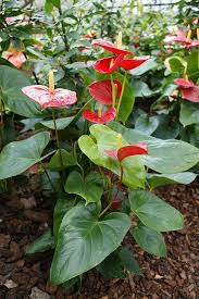 Pin On Anthurium