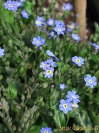 Mehrjahrige Blumen Das Wald Vergissmeinnicht Ist Ein Wahrer Blickfang In Einem Wildblumengarten Myo Wald Vergissmeinnicht Mehrjahrige Blumen Vergissmeinnicht