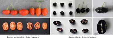 Image result for Lycium pilifolium
