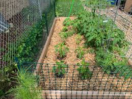 If drainage is a problem, or if the plants you are growing prefer drier soil, the bed could be taller and filled with a porous growing medium. Wondering If I Over Planted My Space In My Raised Bed It S 4x8 I Have 5 Tomatoes 8 Peppers And 2 Pickling Cucumbers Growing Gardening