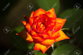 This color is characterized by its bright orange hue, but with a lighter note. Close Up Yellow Mix Orange Rose Flower In Dark Background Stock Photo Picture And Royalty Free Image Image 74063819