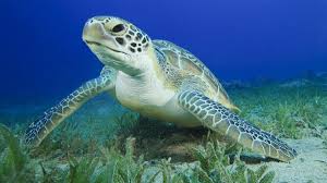 Sea Turtle Facts Information Hd Pictures And All Details