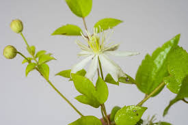 Maybe you would like to learn more about one of these? Gemeine Waldrebe Clematis Vitalba Gunstig Online Kaufen