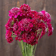 Image result for Scabiosa