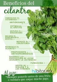 Beneficios Del Cilantro Salud Beneficios De Alimentos Recetas Para La Salud