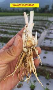 Kwalitas Terbaik 082116094646 Jual Bibit Umbi Dan Bunga Sedap Malam Tangkai Bunga Perhiasan Pengantin Kebun