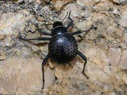 This is one of the most arid areas of the world, receiving only 1.4 … Catching Water With Imitation Beetle Bumps Research Chemistry World