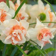 Narcissus Pink Paradise Spring Flowering Bulbs Narcissus Daffodil Bulbs