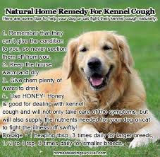 Kennel Cough Dog Remedies Dog Coughing Natural Home Remedies