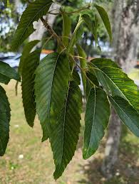 Image result for Quercus acutissima