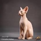 Hairless Cats: Breeds, Info and facts | Petfinder