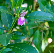 Image result for Justicia capensis