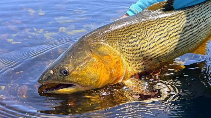 A Predator in the Wetlands: Fly Fishing for Golden Dorado in Argentina -  fish-nation.com