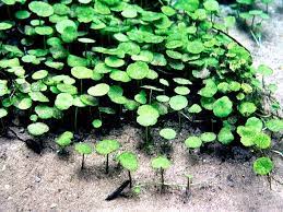 hydrocotyle verticillata australian native plants planted aquarium aquatic plants
