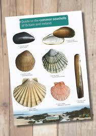 Guide To The Common Seashells Of Britain And Ireland