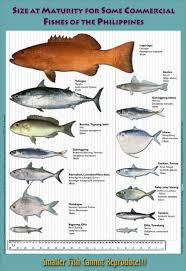 maturity size chart for some commercial phillipine fishes in