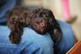 Labradoodle in dogs & puppies for sale. Labradoodle For Sale Oregon