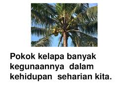 Kelopak kelapa sangat besar, mereka sering digunakan untuk bumbung thatch. Ulasan Bahasa Melayu Tahun 3