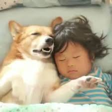 It S Sleeping Time Who Loves Sleeping Video In 2020 Cute Funny Animals Funny Animal Videos Cute Animals