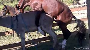 Watching the horse fuck makes the horny zoo lover feel aroused