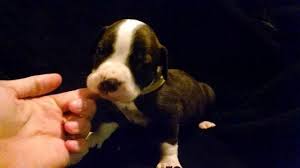 Check spelling or type a new query. American Staffordshire Terrier Puppies For Sale In Norfolk Virginia Classified Americanlisted Com