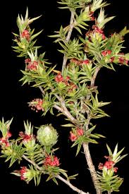 Image result for Cliffortia