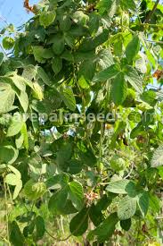 Image result for Dalechampia scandens