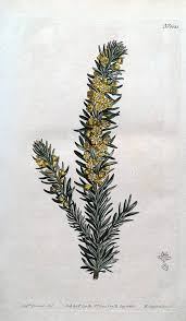 Image result for Clutia