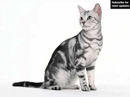 We did not find results for: American Shorthair White Set Of Cat Breed Pictures Youtube