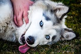 Heterochromie komt niet alleen bij honden voor, dit komt ook voor bij katten en zelfs bij mensen, alleen komt dit bij mensen niet veel voor. Hond Blauwe Ogen Liefde Gratis Foto Op Pixabay