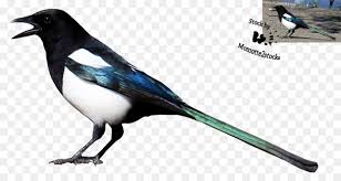 Tidak heran kenapa burung ini begitu populer, karena memang murai batu memiliki karakter suara yang unik serta mudah dilatih untuk mengikuti suara burung lainnya. Bird Cartoon