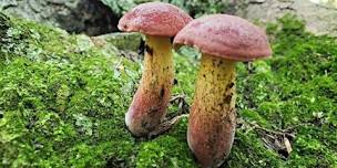 Intro to Mushroom Identification & Foraging