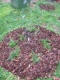 Instead of planting gardens or orchards or fields or forests, permaculture teaches us how to build guilds. Guilding The Plum