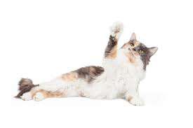 A lot of cat cancer symptoms can be illness or other diseases too. Feline Osteosarcoma Texas A M Veterinary Medical Diagnostic Laboratory