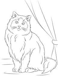 coloriage chat ragdoll coloriages a imprimer gratuits patte patrouille agent de la chasse